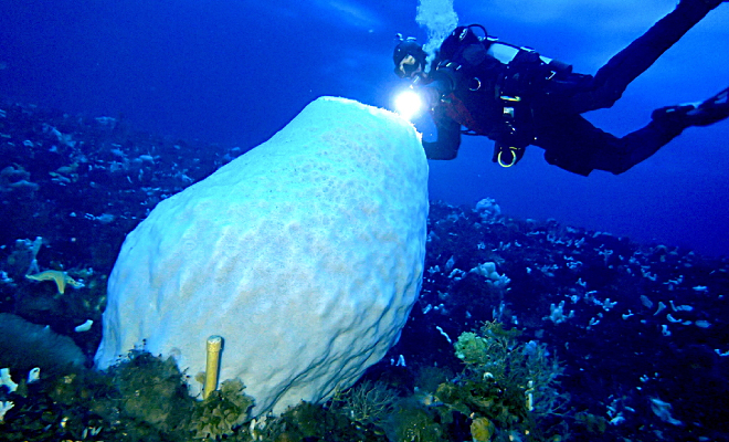 Glass sponge Anoxycalyx joubini. Photo: iNaturalist/umihoshijima, CC BY-NC 4.0