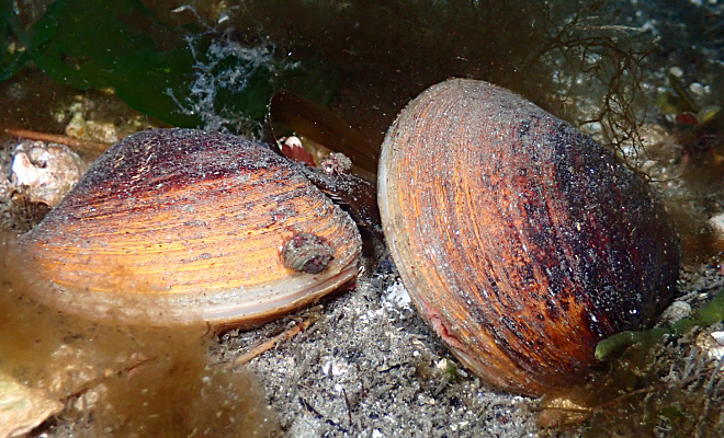 Ocean quahog Arctica islandica. Photo: Vsevolod Rudyi, CC BY 4.0, Wikimedia Commons