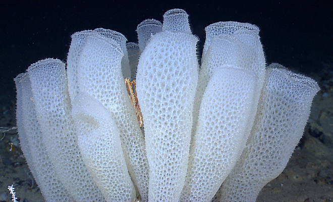 Glass sponge Euplectella aspergillum. Photo: NOAA Okeanos Explorer Program, Wikimedia Commons