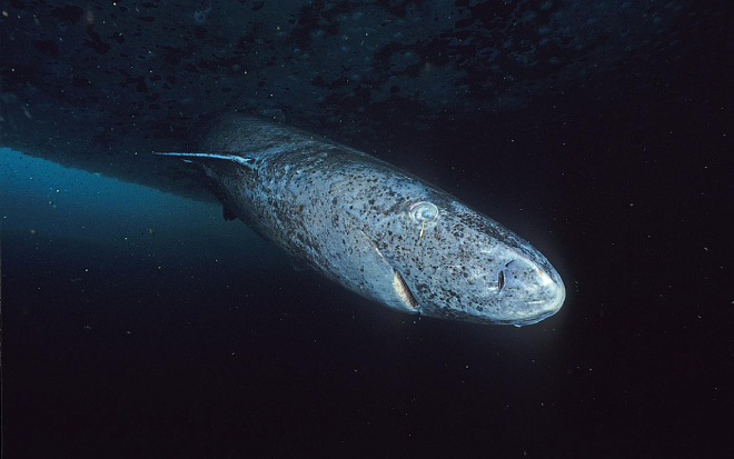 Greenland shark. Photo: Hemming1952, CC BY-SA 4.0, Wikimedia Commons