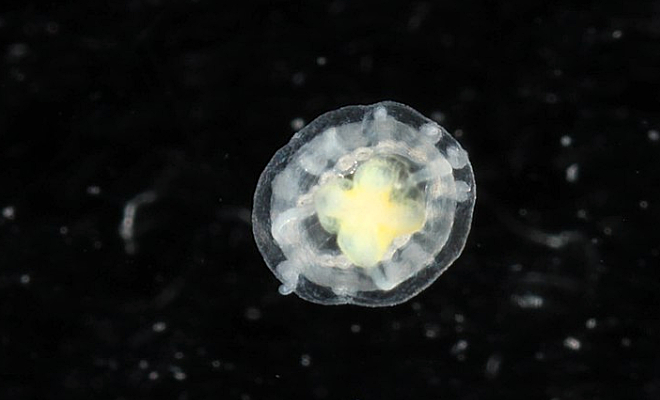 Jellyfish Turritopsis dohrnii. Photo: Dr. Karen J. Osborn, CC0, Wikimedia Commons