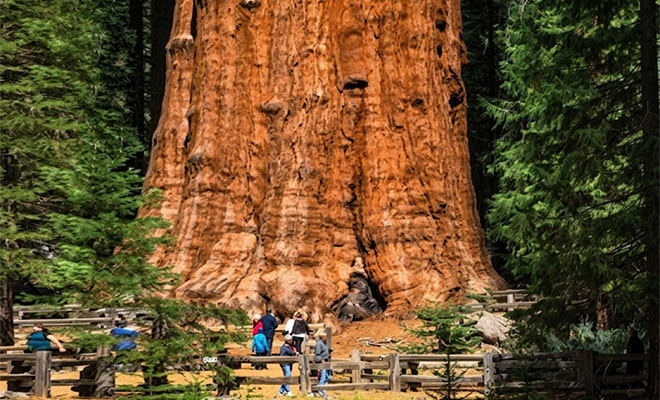 Photo: AI-generated from a real image of the existing tree