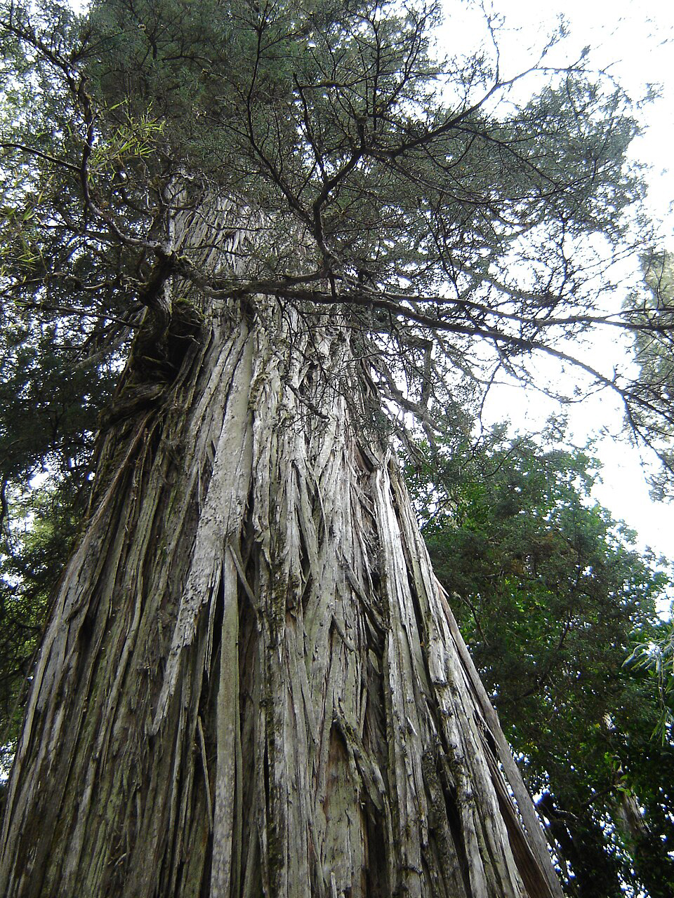 Photo: PatagoniaArgentina. Own work, CC BY-SA 3.0, Wikipedia