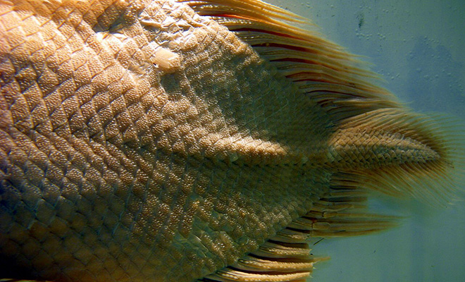 Photo: Pascalou petit., coelacanth tail. Own work, CC BY-SA 3.0, Wikipedia