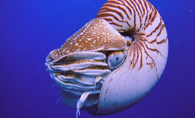 Photo: Manuae. Own work, CC BY-SA 3.0, Wikipedia